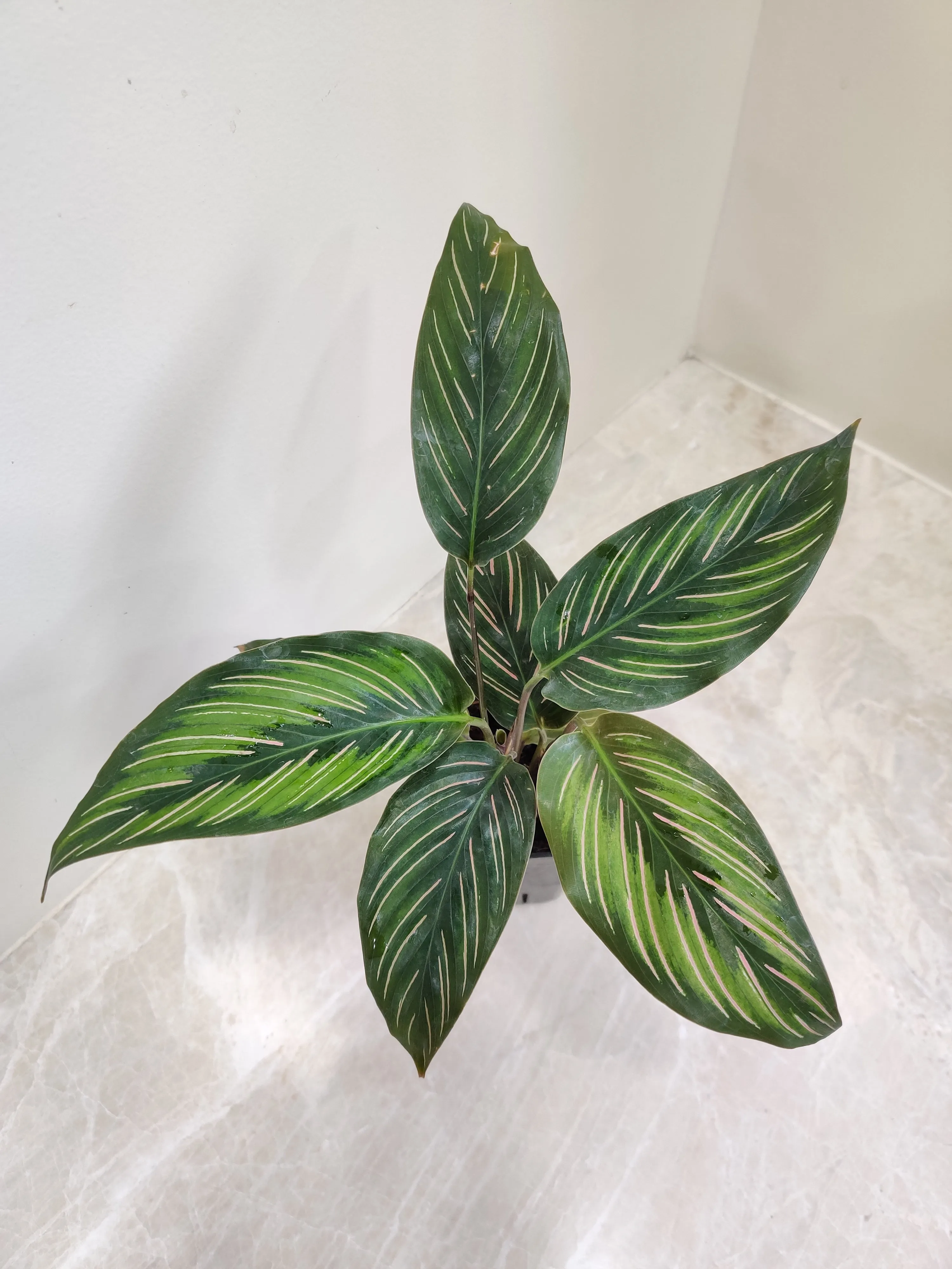 Calathea Beauty Star Plant Small