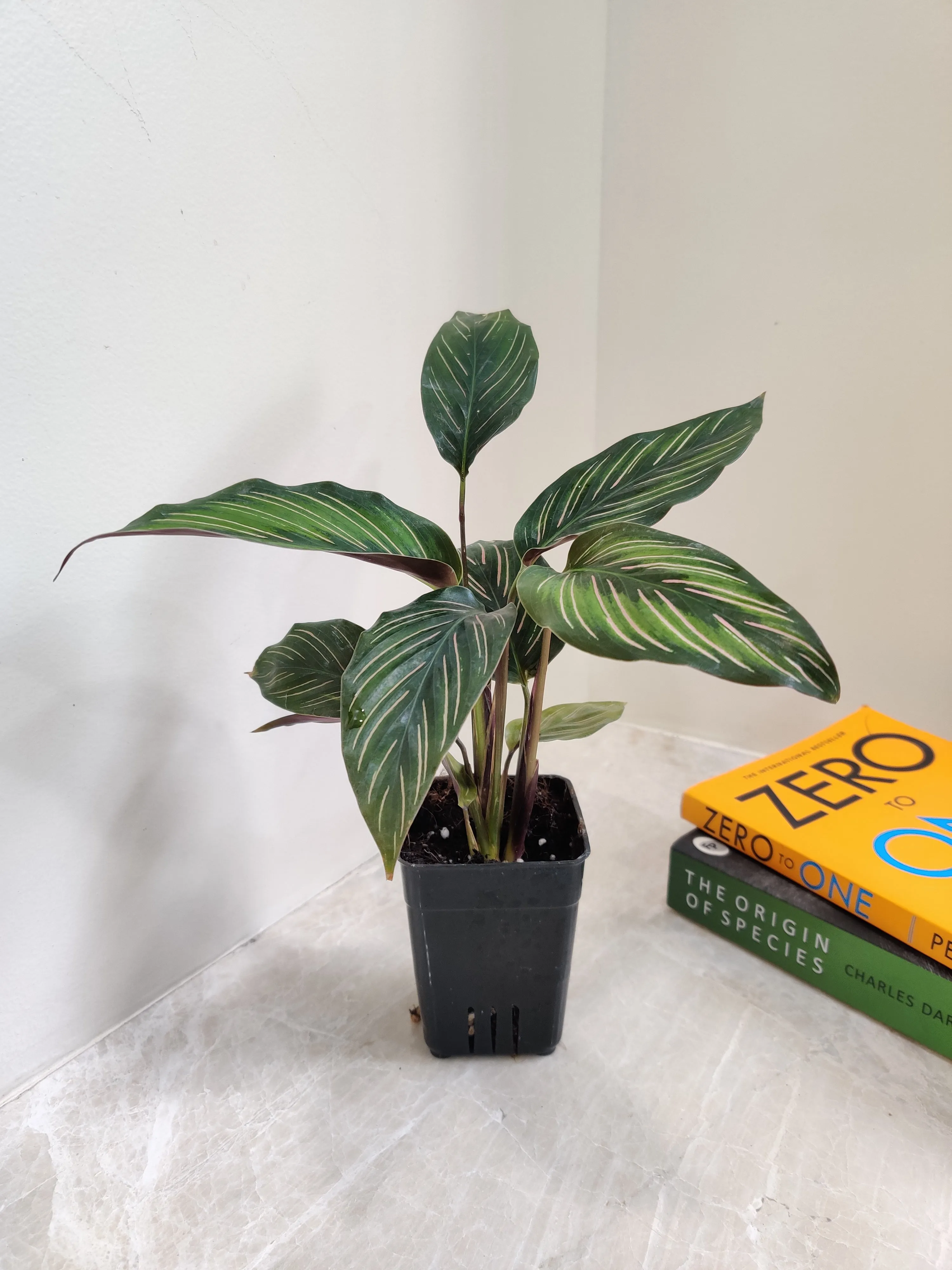 Calathea Beauty Star Plant Small