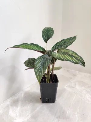 Calathea Beauty Star Plant Small