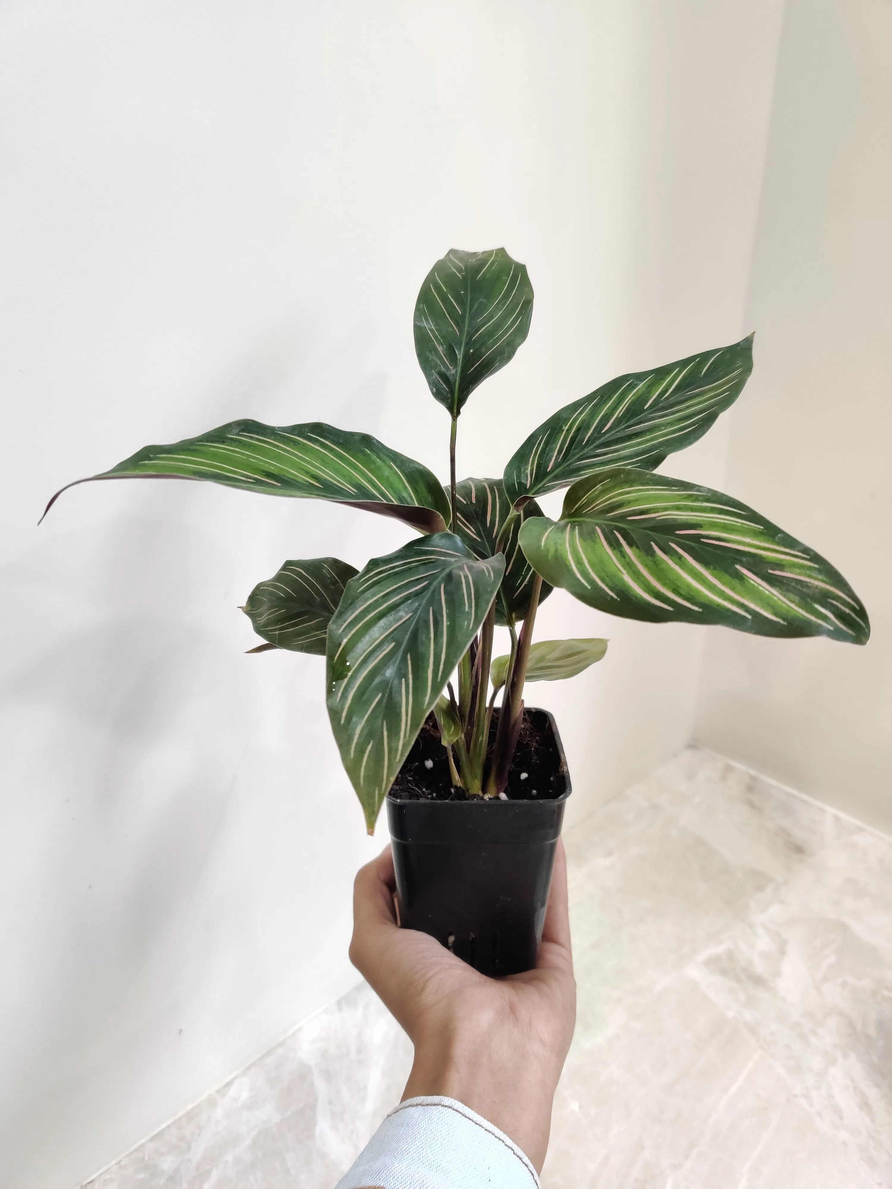 Calathea Beauty Star Plant Small