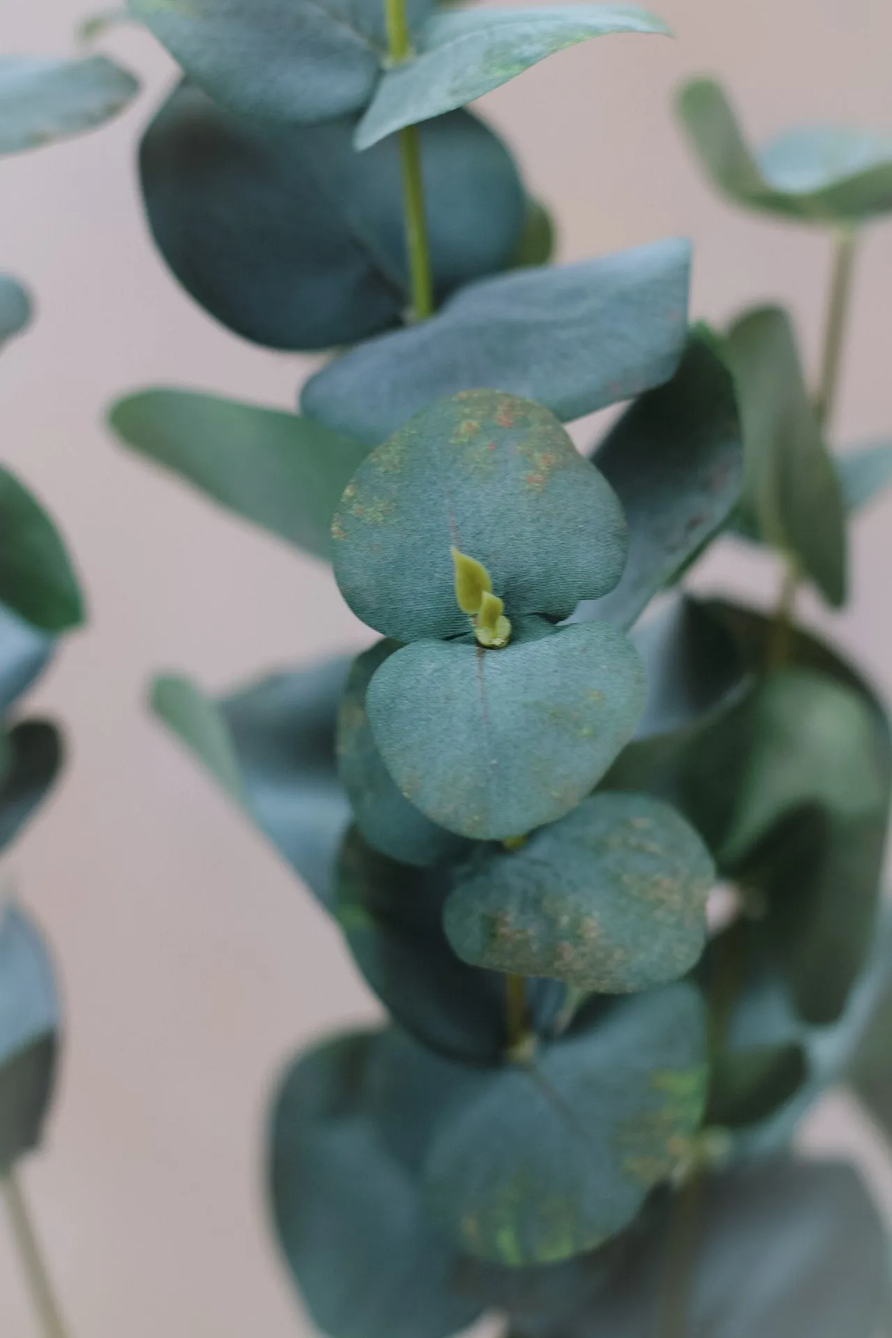 Faux Eucalyptus Spray